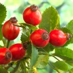 Ruža šípová (Rosa Canina), výška: 100-120 cm, kont. C5L